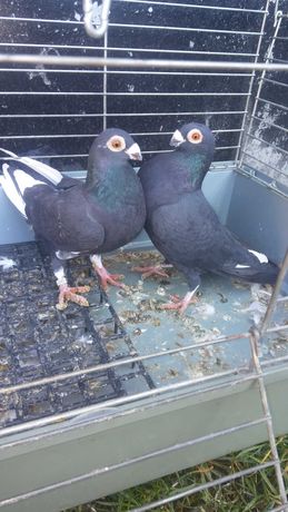 Brodawczaki golebie