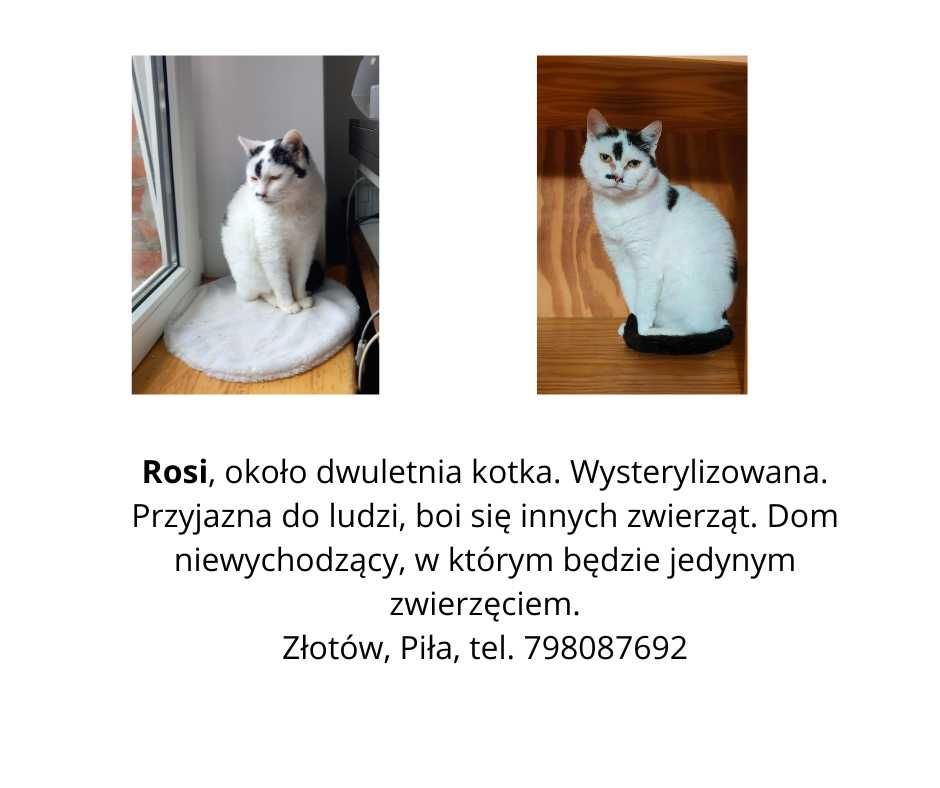 Kotki Misia i Ziaja czekają na dom