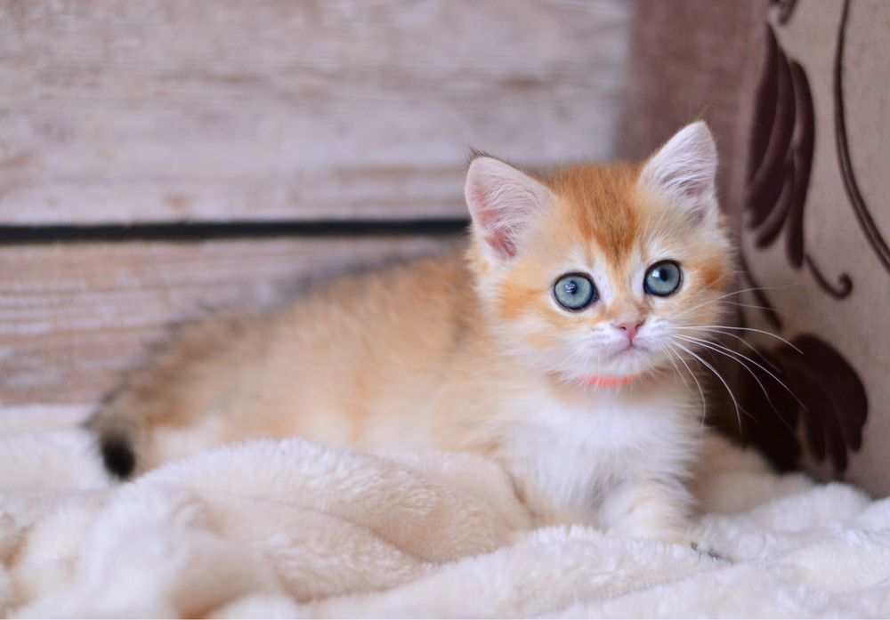 Золота шиншила дівчинка