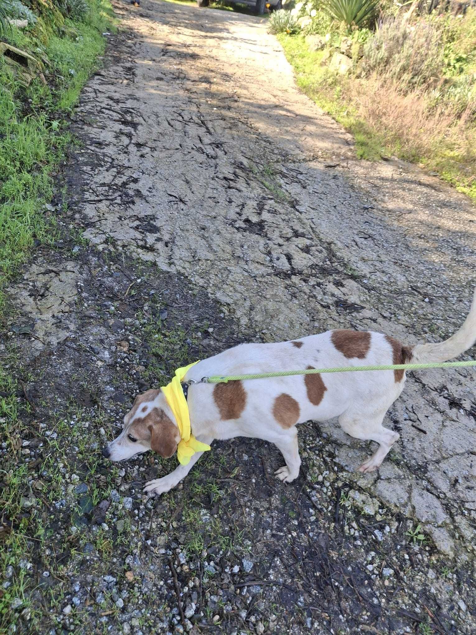 O meigo LUCA está para adoção!
