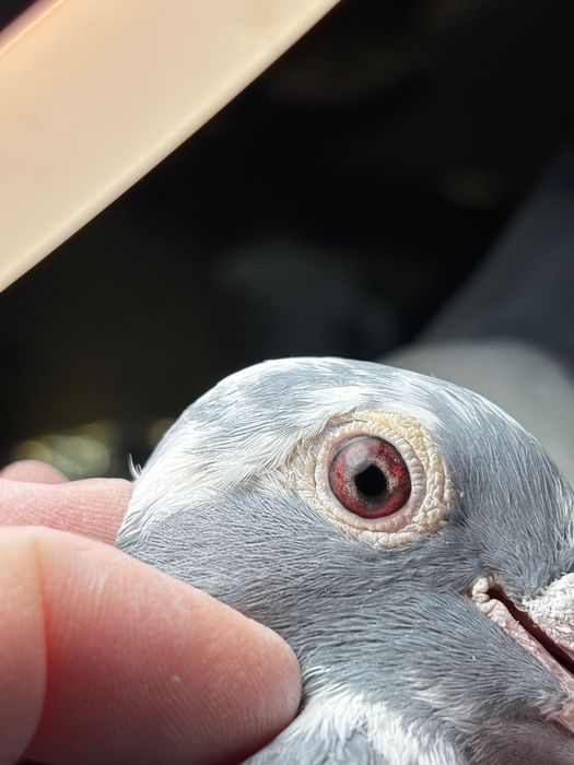 Golebie Samiczka z rozpłodu