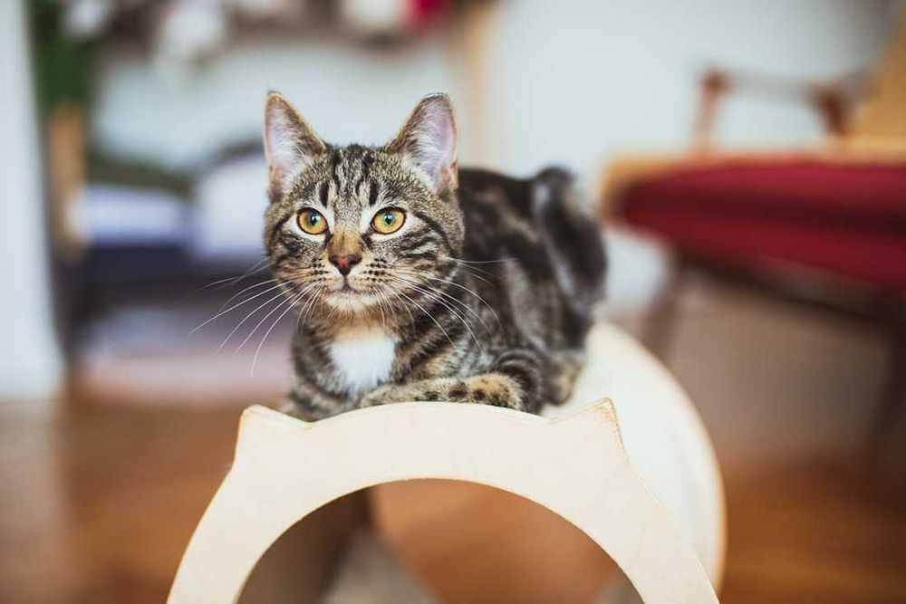 Kociak do adopcji - AMANT - 3 miesiące