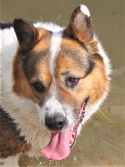 psy okolo 300 psow ze schroniska w lututuwie czeka aktualne