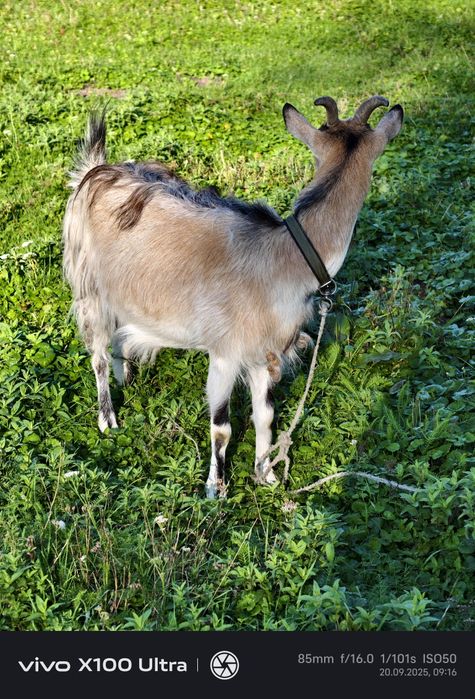 Продам козичок дорослих