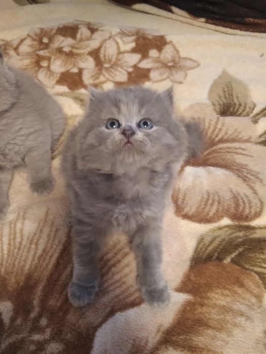 Шотландські кошенята