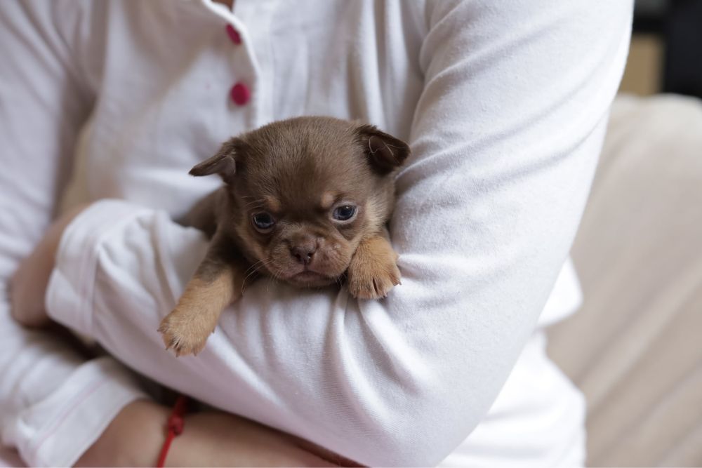 Шоколадний пиріжок