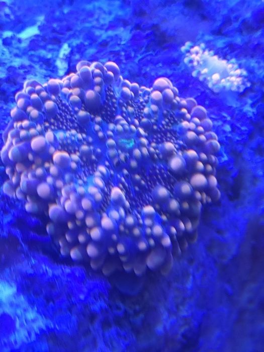 Ricordea , akwarium morskie