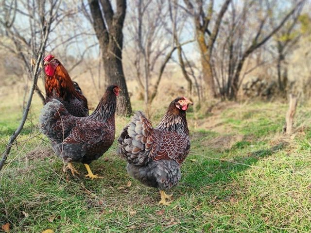 Яйце інкубаційне,курчата, Віандот блакитне золото, золото.