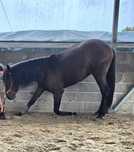 Poldro 4 anos Lusitano