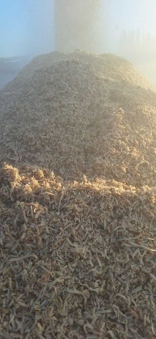 Wysłodki buraczane - świeże, luzem, dostawa na miejsce