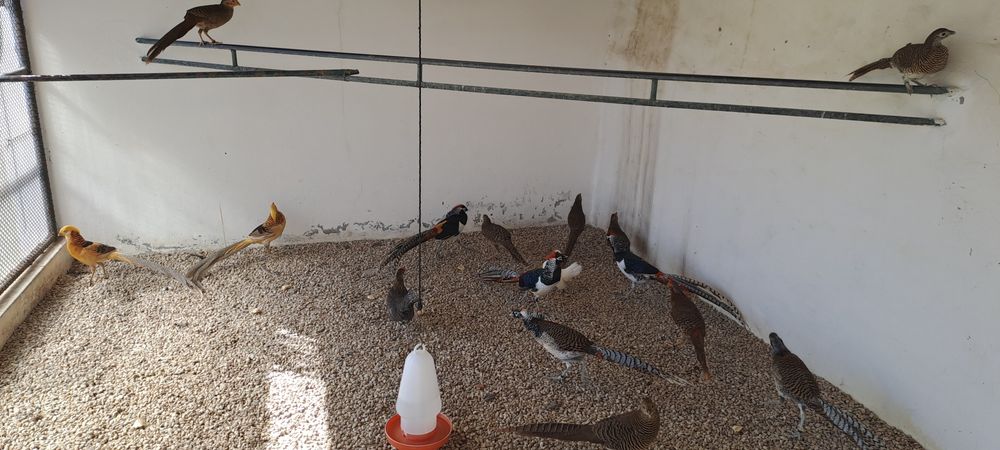 Várias raças de faisões