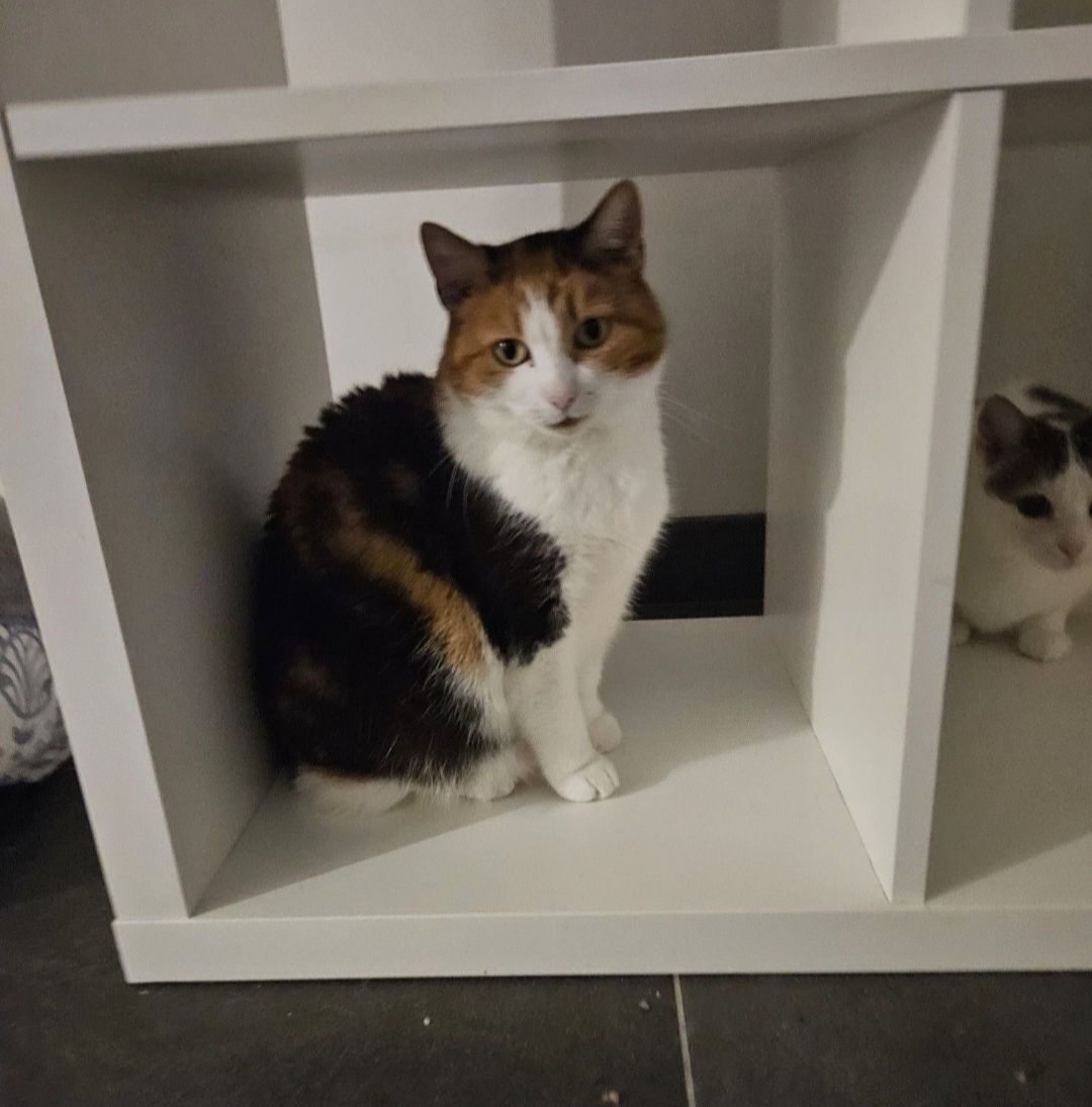 Helcia kot Kotka do adopcji około 3 lata