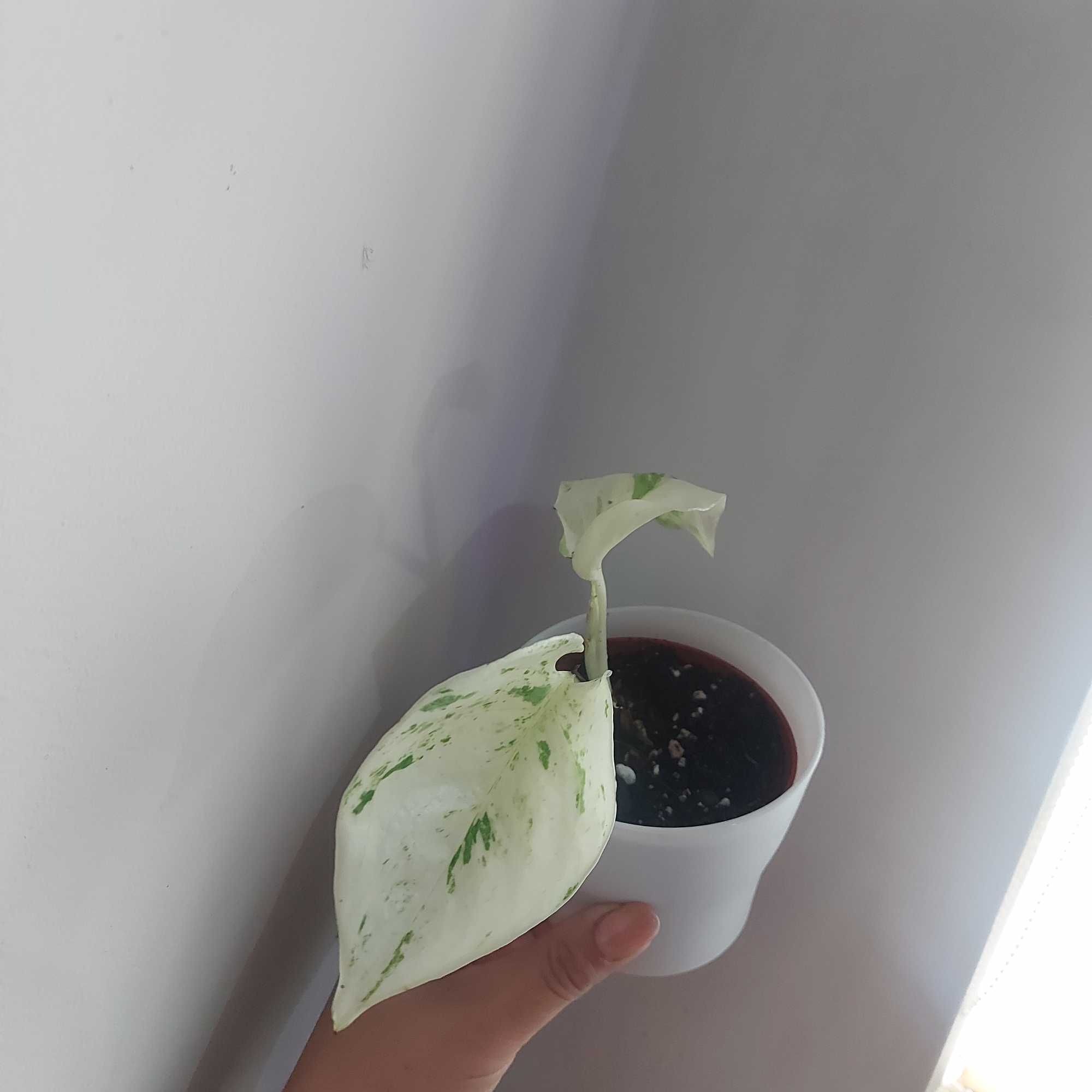 Epipremnum manjula happy leaf