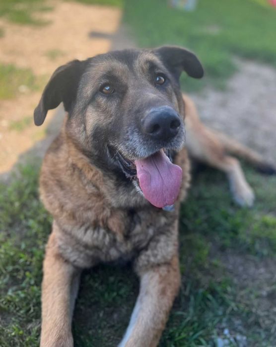 duży psiak do adopcji