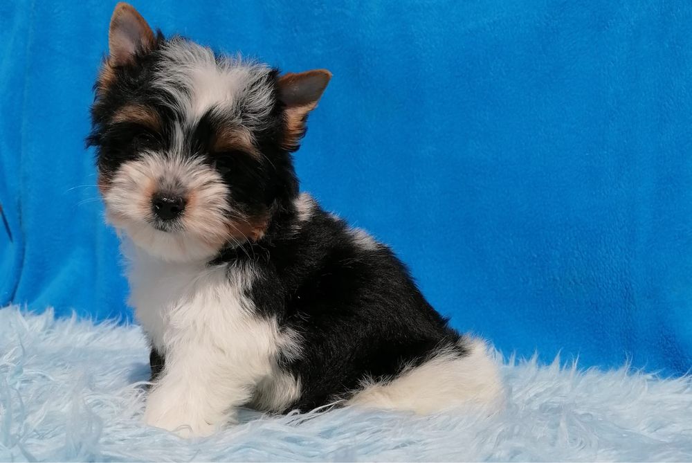 Biewer Yorkshire Terrier z rodowodem piesek York Yorki