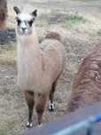 Lama samiec samica sprzedam