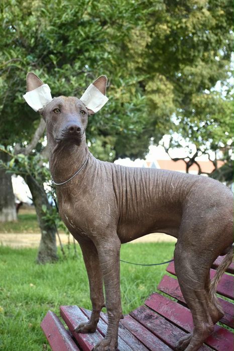 Cao Sem Pelo do Mexico - Lyborius Legacy