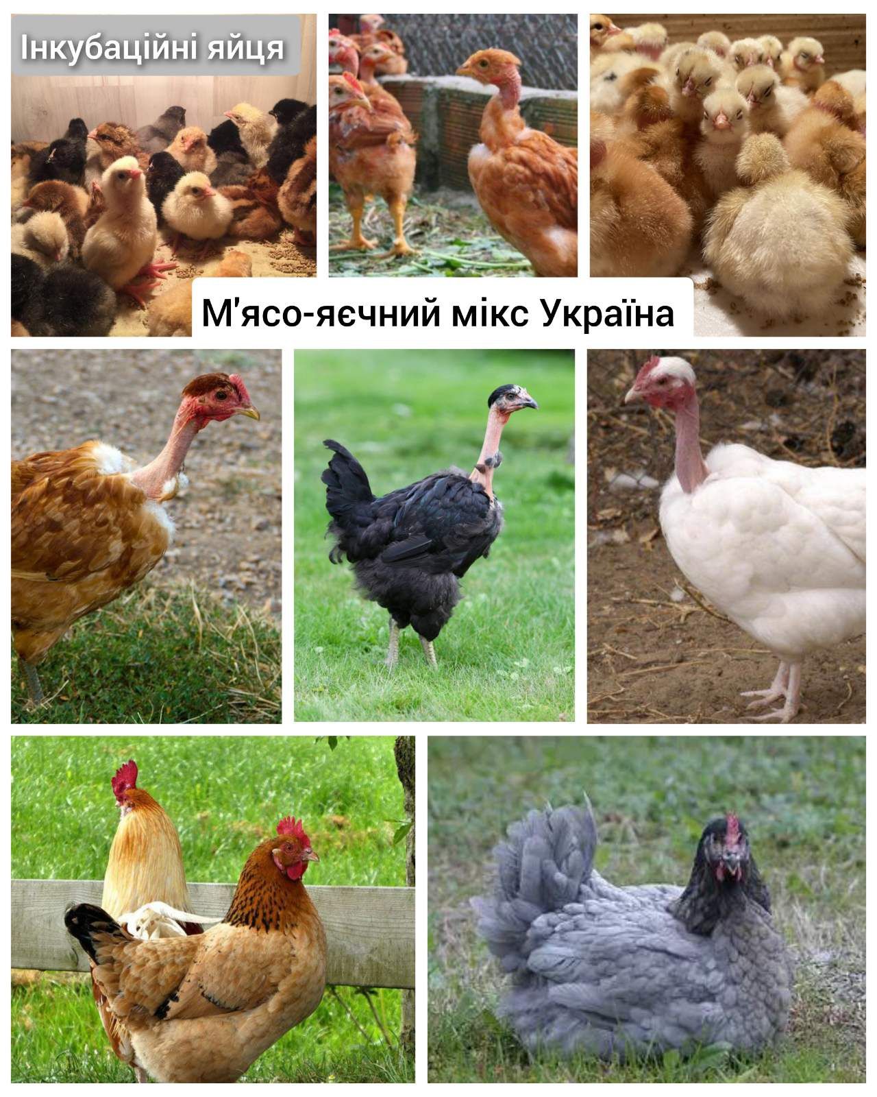 Інкубаційне яйце м'ясо-яєчний мікс