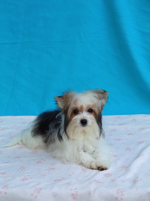 Бівер Йорк, гарні хлопчики,і дівчатка.