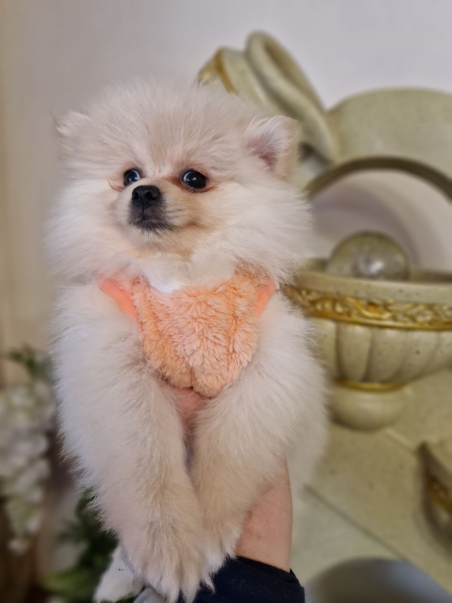 Szpic miniaturowy Pomeranian szczeniaczki 2xszczepienia I wyprawka