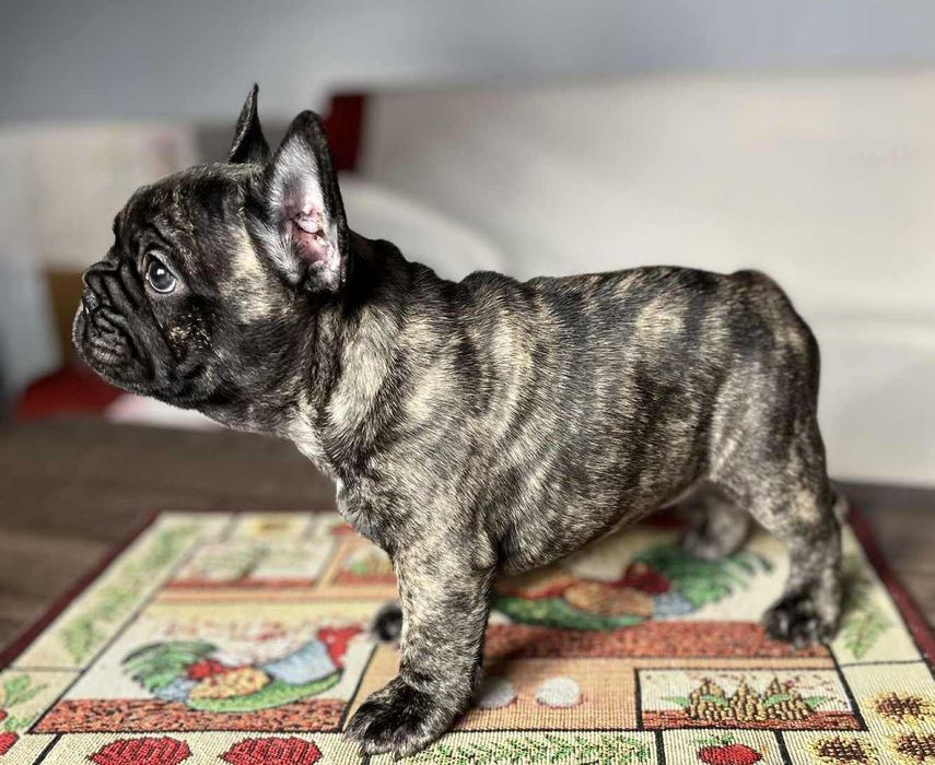 BULDOG FRANCUSKI ZKwP FCI -szczenię po Zwycięzcy Polski