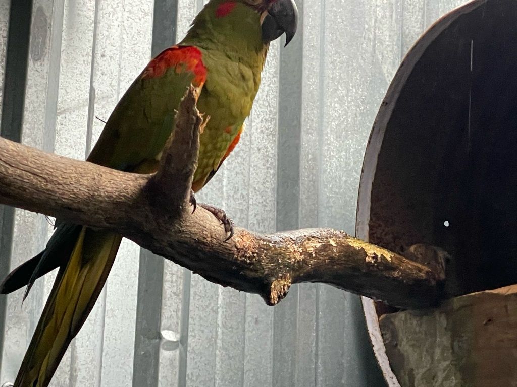 Arara rubrogenis macho