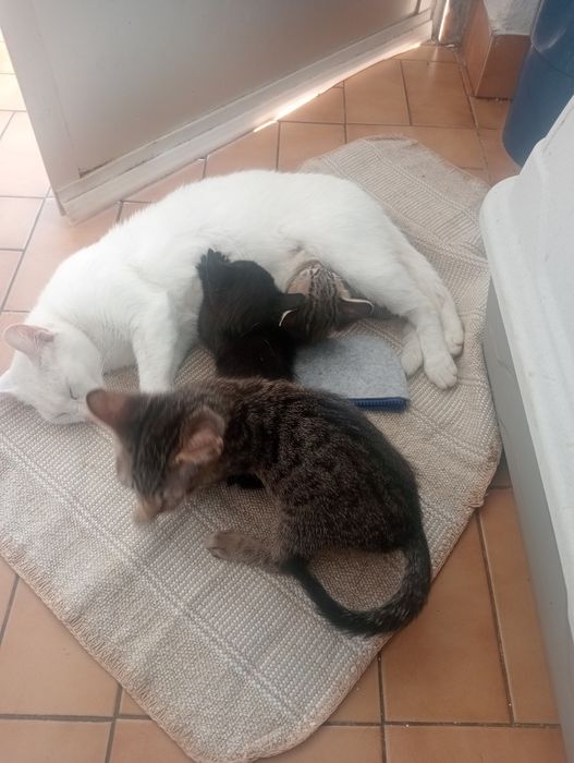 Gatinhos para doar