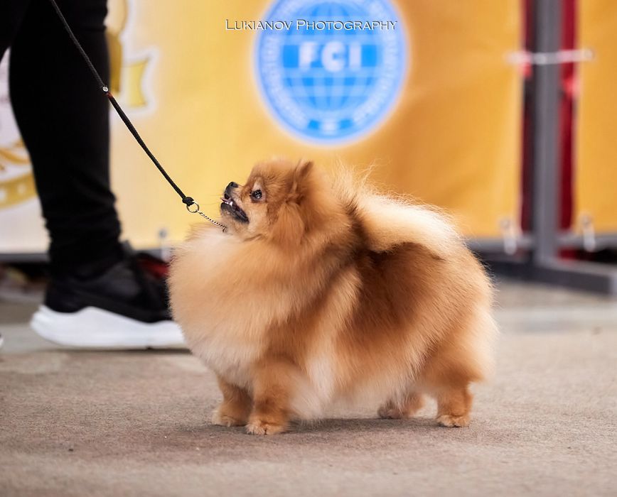 EXCLUSIVE хлопчик померанський шпіц в мікро розмірі, документи КСУ