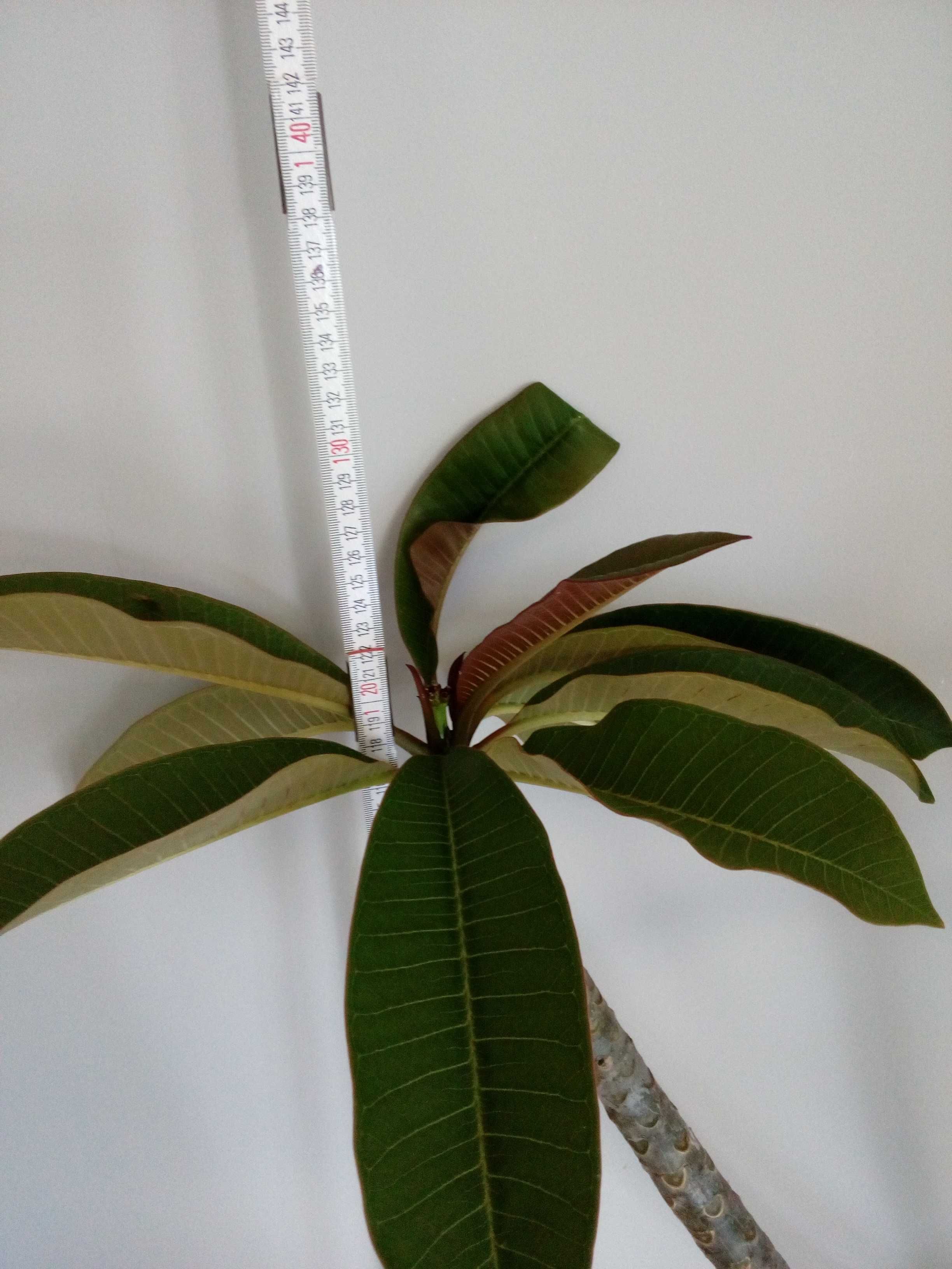 Plumeria Biała 120 cm 7-letnia - KWITNACA - pięknie pachnąca