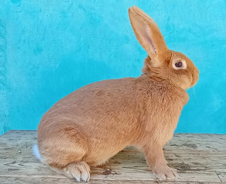 Кролики породи бургундія.