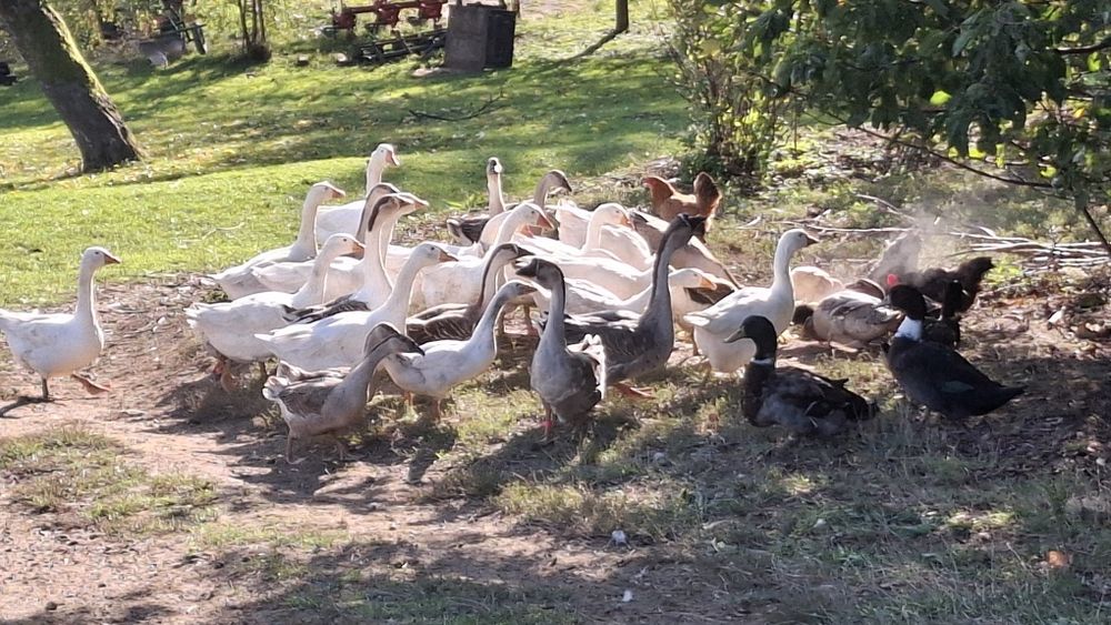Sprzedam gęsi...