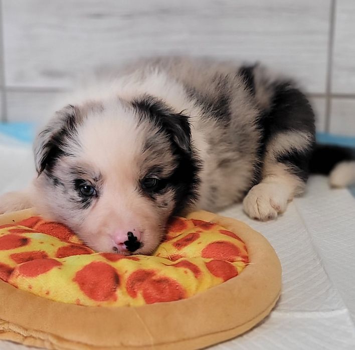 Border Collie suczka