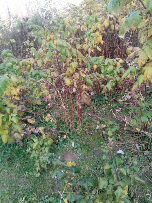 Малина багатородюча і ремонтантна