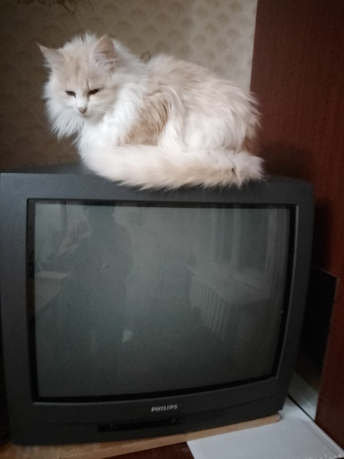 Котик дуже лагідний та грайливий.