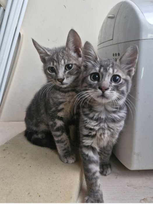 Отдам бесплатно 3 котят.5 мес.Мальчик 2 дев.Дев.будут стерилизованы.