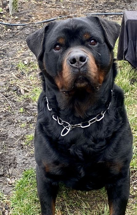 Вʼязка Ротвейлер.