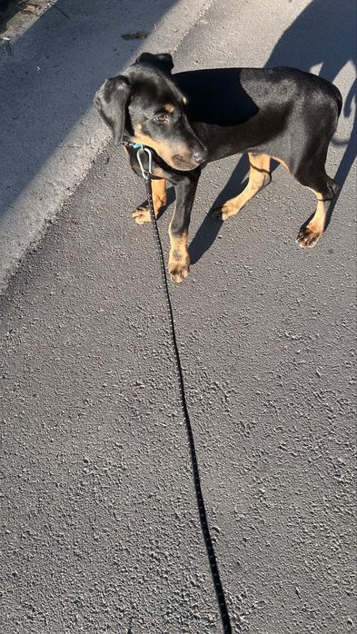 Doberman ostatnia suczka z rodowodem