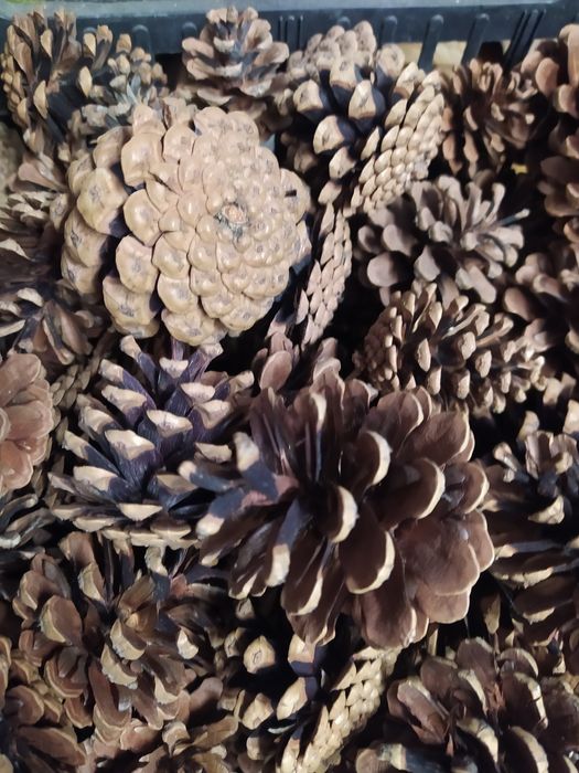 Szyszki sosnowe duże