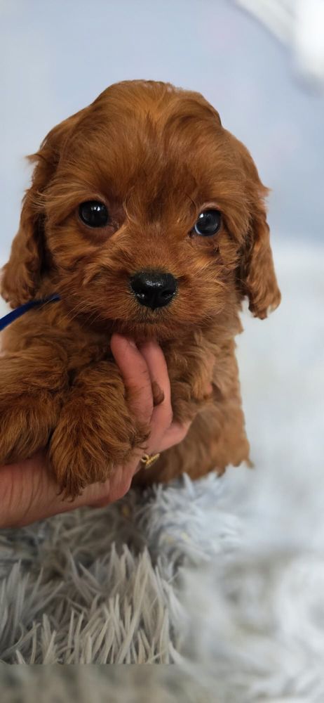 XXS Cavapoo MINI badania pudel cavalier bardzo inteligentny