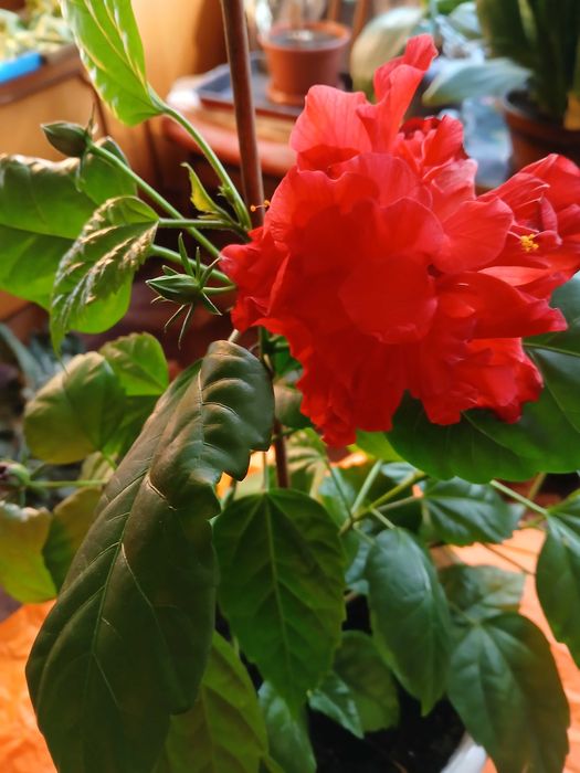 Китайська троянда гібіскус доросла квітка