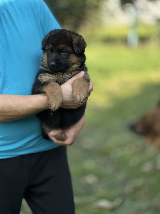 Розумні та красиві німецькі вівчарки чекають на господарів
