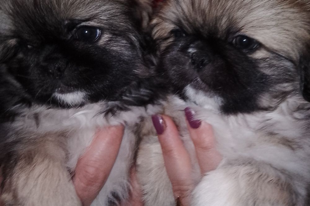 Продам королівських пекінесів