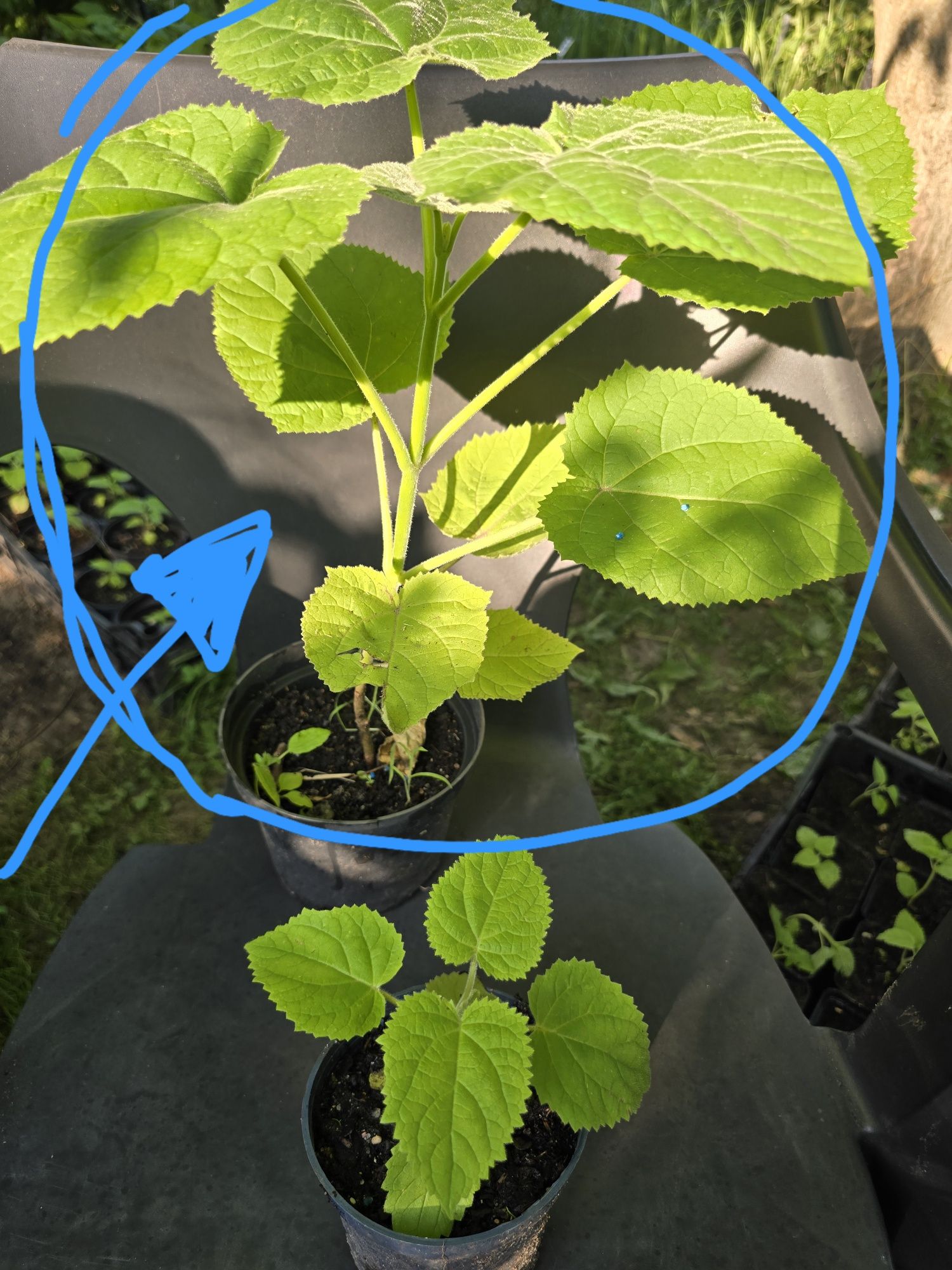 Drzewo tlenowe paulownia