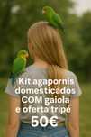 Agapornis criados a mão