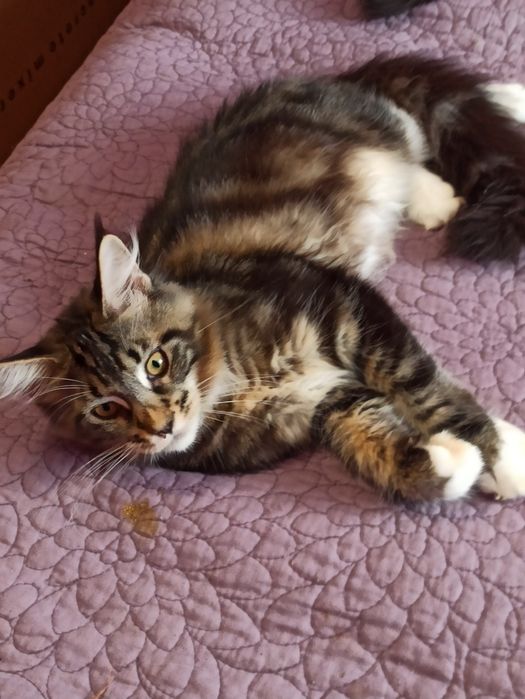 Куночка черепашка із розплідника