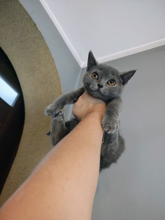 Kocurek hero brytyjski gotowy do odbioru