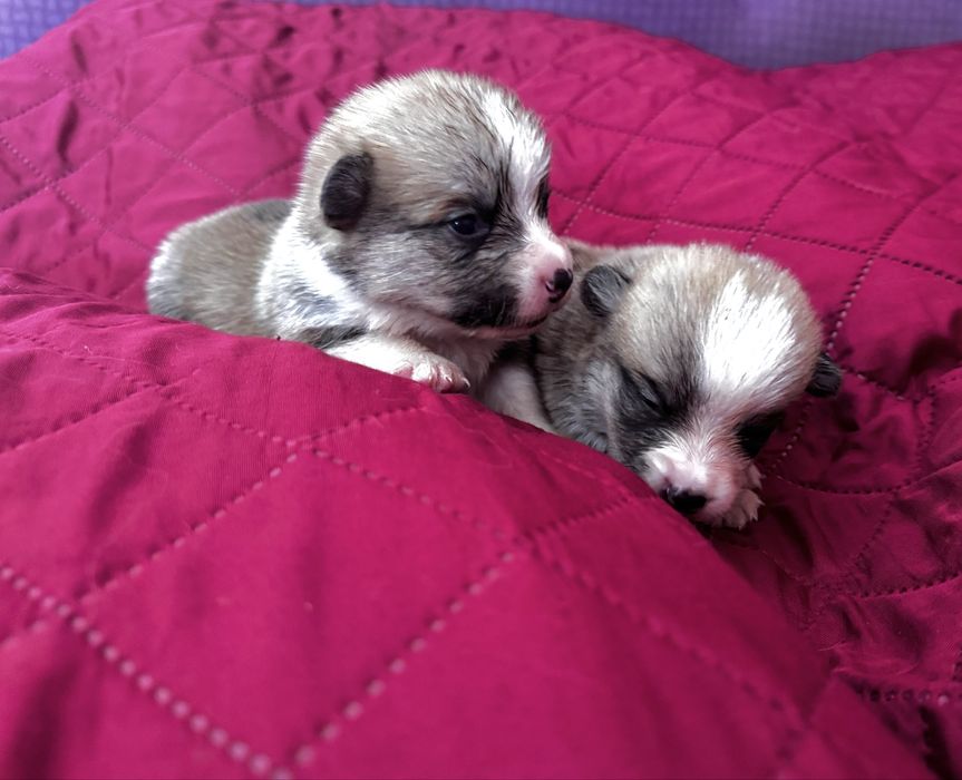 Welsh corgi pembroke piesek rudo bialy bez ogonk po Championie FCI