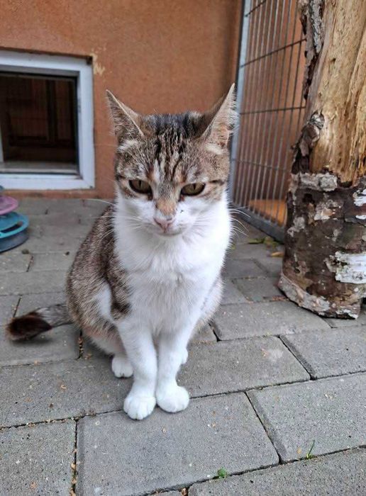 Alinka - czy ma szansę na dom czy resztę życia spędzi w schronisku?