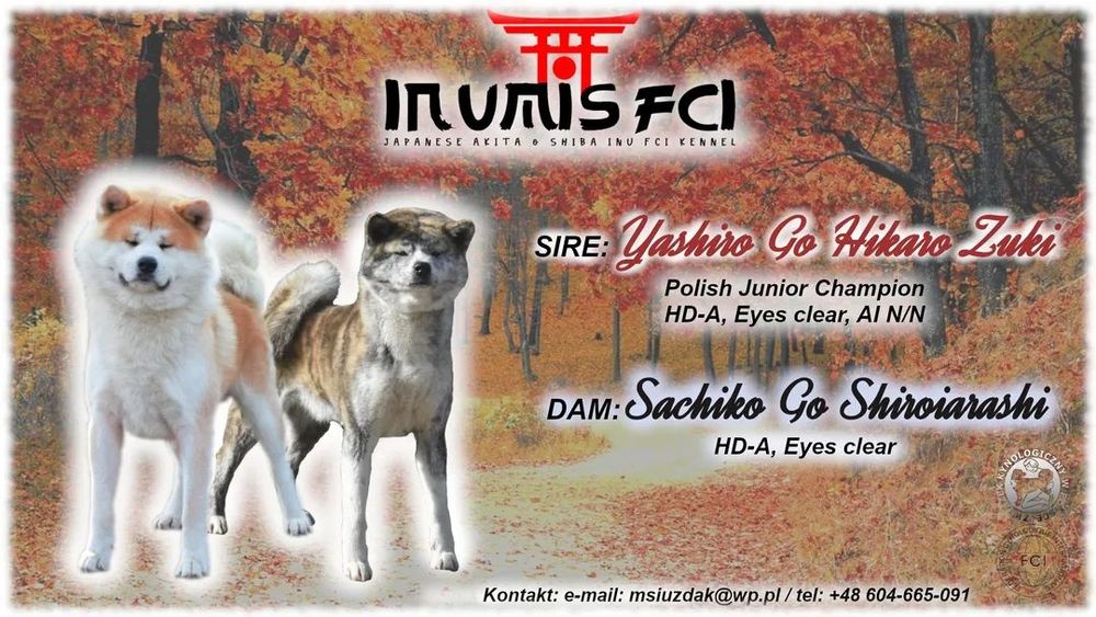 Zapowiedź miotu Akita Inu ZKwP/FCI