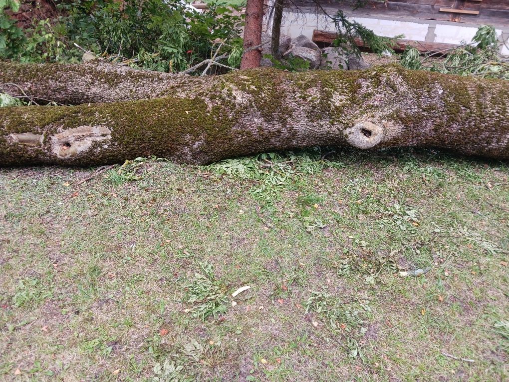 Jesion całe drzewo